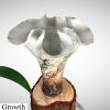 Large Tree Vase 'Cresente Abore' | Vases & Vessels by Sonya Ceramic Art | Waterperry Gardens in Waterperry. Item composed of ceramic
