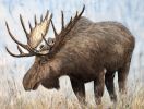 Grant the Moose | Watercolor Painting in Paintings by Maurice Dionne FINEART. Item composed of paper