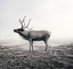Calm Caribou | Photography by Alice Zilberberg. Item composed of paper