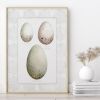 Speckled Bird Egg Illustration Art Print | Prints by Jennifer Lorton Art. Item composed of paper compatible with country & farmhouse and rustic style