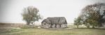 Distant Memory | Wall Treatments by Jay Mason. Item compatible with country & farmhouse style