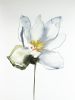 Bloodroot No. 4 : Original Watercolor Painting | Paintings by Elizabeth Becker. Item made of paper compatible with minimalism and contemporary style