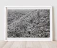 Mt Wilson Winter 01 Photographic Print | Photography by Chris Fortuna | Photography Prints. Item made of paper