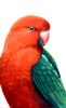 Major Mitchell Cockatoo, Australian King Parrot pair | Oil And Acrylic Painting in Paintings by Ebony Bennett - Birdwood Illustrations