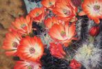'Claret Cup Cactus' Original Oil Painting (SOLD) | Oil And Acrylic Painting in Paintings by Jenny Stewart's Fine Art. Item made of canvas works with contemporary & rustic style