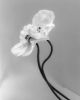 Coupled Poppies - analogue floral photography, Ed.3/10 | Photography by Ugne Pouwell. Item composed of paper in minimalism or japandi style