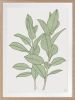 Rubbery Leaf - 1 & 2 - Green - Framed Art | Prints by Patricia Braune. Item made of paper