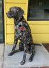 Scrappy | Sculptures by Brian Mock | Community Senior Center in Hillsboro