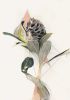 Banksia & The Child | Mixed Media by Kareena Zerefos. Item composed of paper
