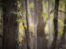 ADOETTE | Nature & Landscape | Fine Art Print - Photography | Photography by Jess Ansik. Item made of paper compatible with boho and minimalism style