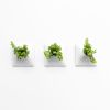 Node S Wall Planter, 6" Modern Plant Wall Set, White | Plant Hanger in Plants & Landscape by Pandemic Design Studio. Item made of stoneware compatible with minimalism and mid century modern style