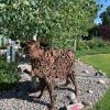 Ivy | Public Sculptures by KIRSTEN KAINZ | Bozeman Public Library in Bozeman. Item composed of steel in contemporary or eclectic & maximalism style