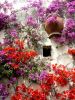 Bougainvillea | Photography by KNOF design. Item in contemporary or coastal style