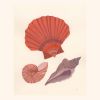 Seashell Study | Prints by Elana Gabrielle. Item made of paper