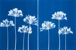 Seven Agapanthus Flowers Diptych: PAIR of 30 x 22" monotypes | Photography by Christine So. Item composed of paper compatible with boho and country & farmhouse style