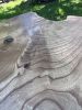 Catalpa dining table | Tables by Gill CC Woodworks