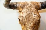 Gold Cow Skull with Lace | Ornament in Decorative Objects by Gypsy Mountain Skulls. Item works with contemporary & country & farmhouse style