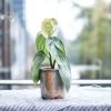 Shino DF Planters | Vases & Vessels by Uncurling Fern | And Their Plant Stories in Seattle