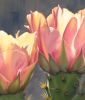 'Springtime Show' Fine Art Print | Prints in Paintings by Jenny Stewart's Fine Art. Item made of canvas with aluminum works with contemporary & rustic style
