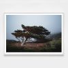 "Cypress in Heavy Fog" Coastal Photograph | Photography by Daylight Dreams Editions. Item made of paper works with boho & minimalism style