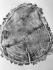Douglass fir from Uinta Mountains in Utah. | Prints by Erik Linton. Item made of paper