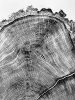 Douglass fir from Uinta Mountains in Utah. | Prints by Erik Linton. Item made of paper