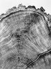 Douglass fir from Uinta Mountains in Utah. | Prints by Erik Linton. Item made of paper