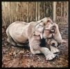 Elephant Lying Down - oil painting | Oil And Acrylic Painting in Paintings by Melissa Patel. Item made of canvas & synthetic
