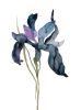 Iris No. 195 : Original Watercolor Painting | Paintings by Elizabeth Becker. Item composed of paper compatible with boho and minimalism style