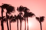 "PINK PALMS" | Photography by ANDREW LEVER. Item made of paper works with contemporary & coastal style