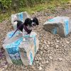 Tigard Outdoor Museum Trail Boulders | Public Mosaics by JK Mosaic, LLC. Item made of stone with glass