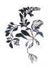 Fynbos II | Prints by Ruth Le Roux | Private Residence, Piedmont in Piedmont. Item made of paper