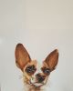 Theme: Pet portraits | Paintings by Yamini Reddy