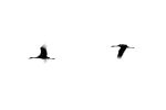 Crane(s) II | Limited Edition Print | Photography by Tal Paz-Fridman | Limited Edition Photography. Item composed of paper in minimalism or country & farmhouse style