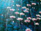 Water lilies in Venice | Oil And Acrylic Painting in Paintings by Elena Parau