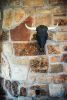Cow Skull Covered with Chain | Ornament in Decorative Objects by Gypsy Mountain Skulls. Item compatible with contemporary and country & farmhouse style