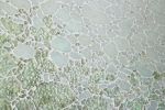 Wind Fragrance | Mixed Media by Chieko Shimizu Fujioka