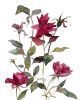 Rose Study No. 84 : Original Watercolor Painting | Paintings by Elizabeth Becker. Item composed of paper compatible with boho and minimalism style