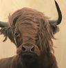 Major Bull | Paintings by Marilyn Landers