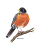 Set of 4 framed bird prints | Drawings by Stacie Dale. Item made of paper compatible with rustic and traditional style