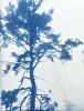 Ancient Trees: 30 x 20" unframed hand-printed cyanotype | Photography by Christine So. Item composed of cotton and paper in boho or country & farmhouse style