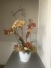 Orchid arrangement | Floral Arrangements by Fleurina Designs