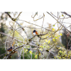 Photograph • Spotted Towhees, PNW, Oregon, Woodland, Bird | Photography by Honeycomb. Item composed of metal and paper