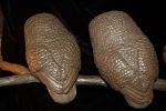 Owl Family | Public Sculptures by Jim Sardonis. Item composed of bronze