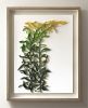 Kelp Forest on-edge paper art | Wall Sculpture in Wall Hangings by JUDiTH+ROLFE. Item composed of paper compatible with contemporary and coastal style