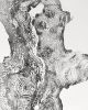 Redwood Tree Ring Print. 24x36 inches | Prints by Erik Linton. Item made of paper