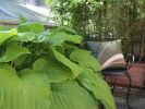 BOTANICA COLLECTION - BOTANICA R1 cushion | Pillows by EBOliving. Item composed of cotton