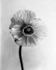 Poppy No.9 - analogue floral photography, Ed.10 | Photography by Ugne Pouwell. Item made of paper compatible with minimalism and japandi style