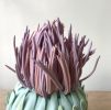Untitled Plant 02 | Sculptures by Renee's Ceramics