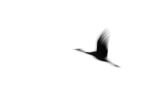 Crane(s) I | Limited Edition Print | Photography by Tal Paz-Fridman | Limited Edition Photography. Item composed of paper in minimalism or country & farmhouse style